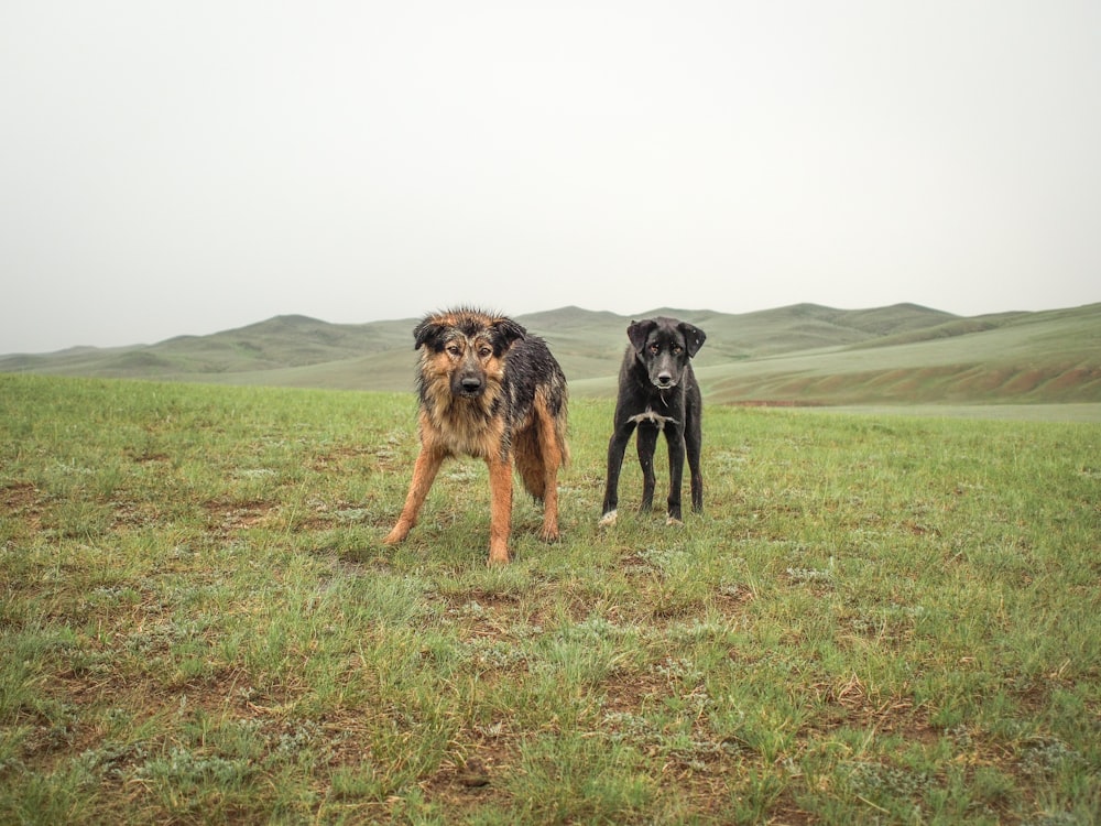 Cães castanhos e pretos adultos no campo de grama verde durante o dia