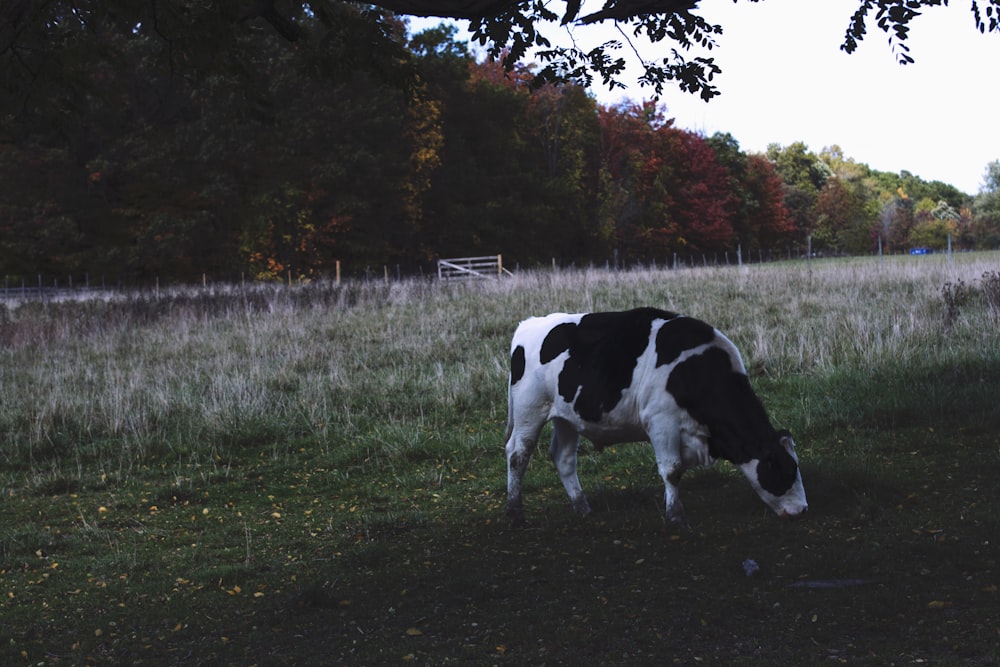 white and black cattle eating grass