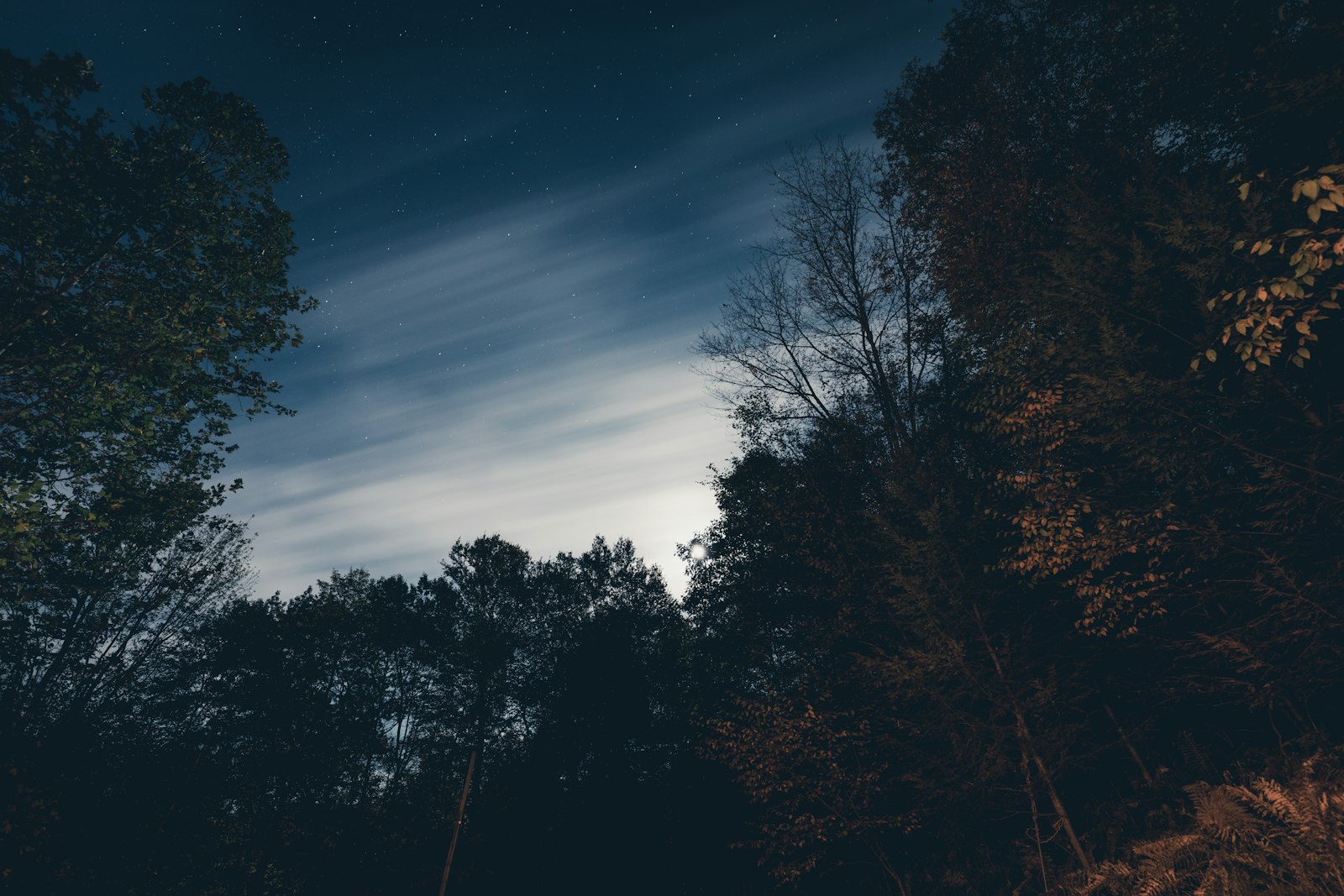 Canon EOS 5D Mark IV + Canon EF 16-35mm F4L IS USM sample photo. Silhouette of trees under photography