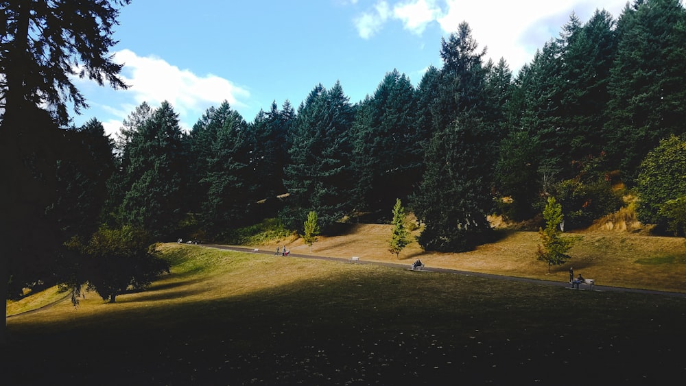 gray asphalt road in between trees during daytime