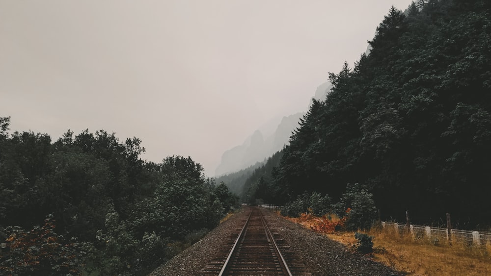 train rails between green trees under cloudy sky