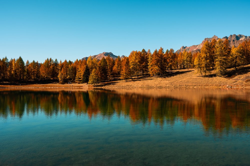 water surrounded by brown trees