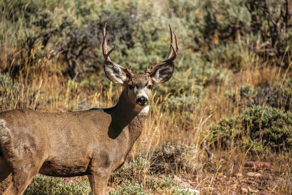 Fotografia de vida selvagem de Brown Buck