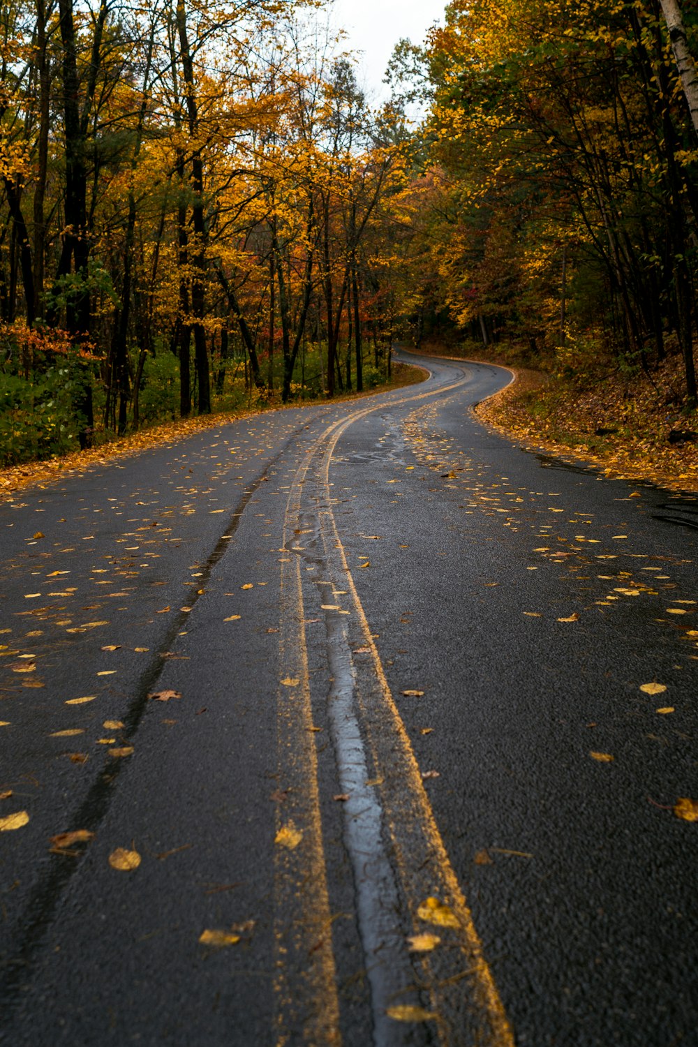 昼間、灰色のコンクリート道路に落ちたオレンジ色の葉