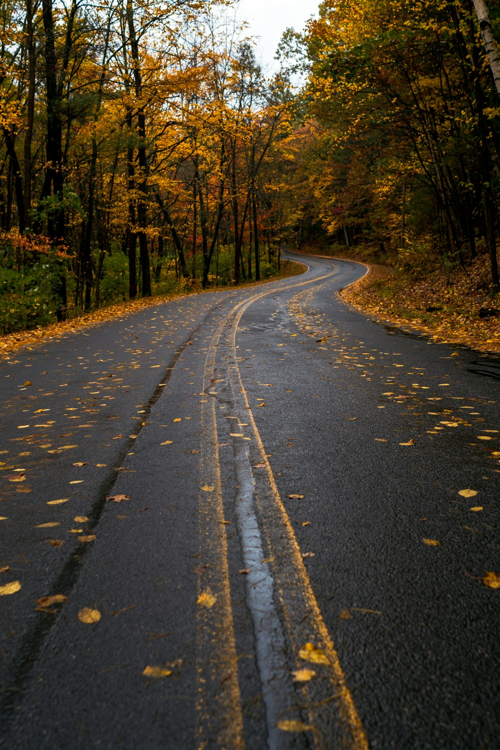 orange leaves fallen on gray concrete road at daytime