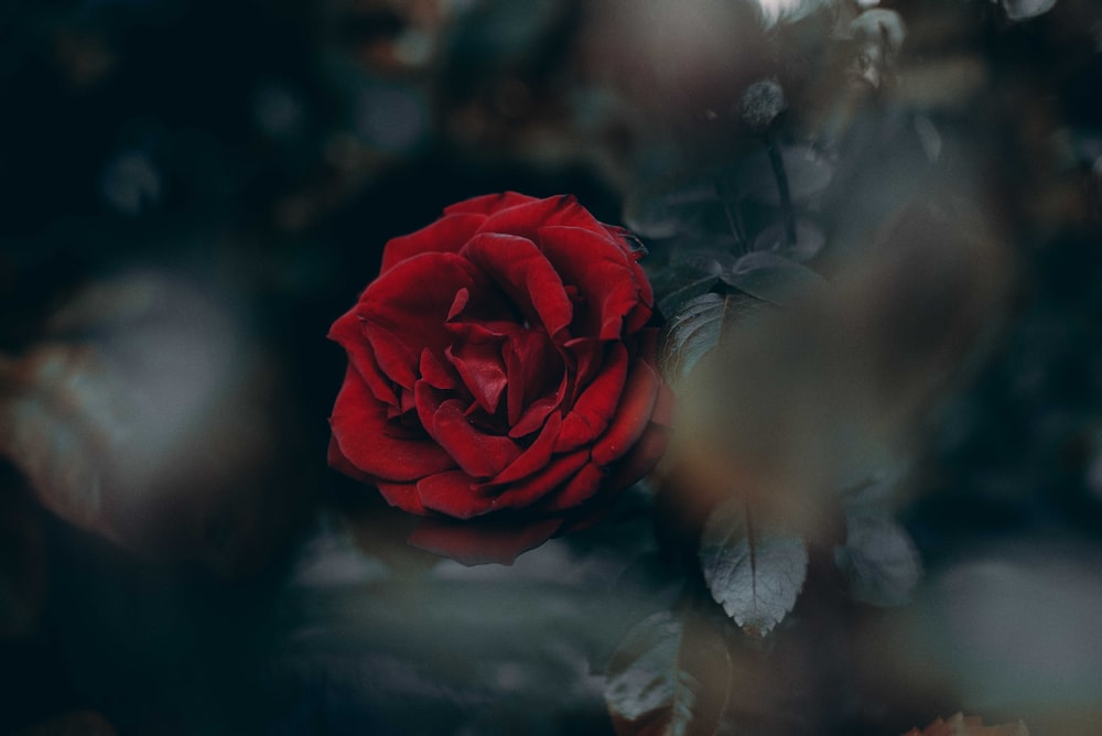 tilt-shift photography of red rose