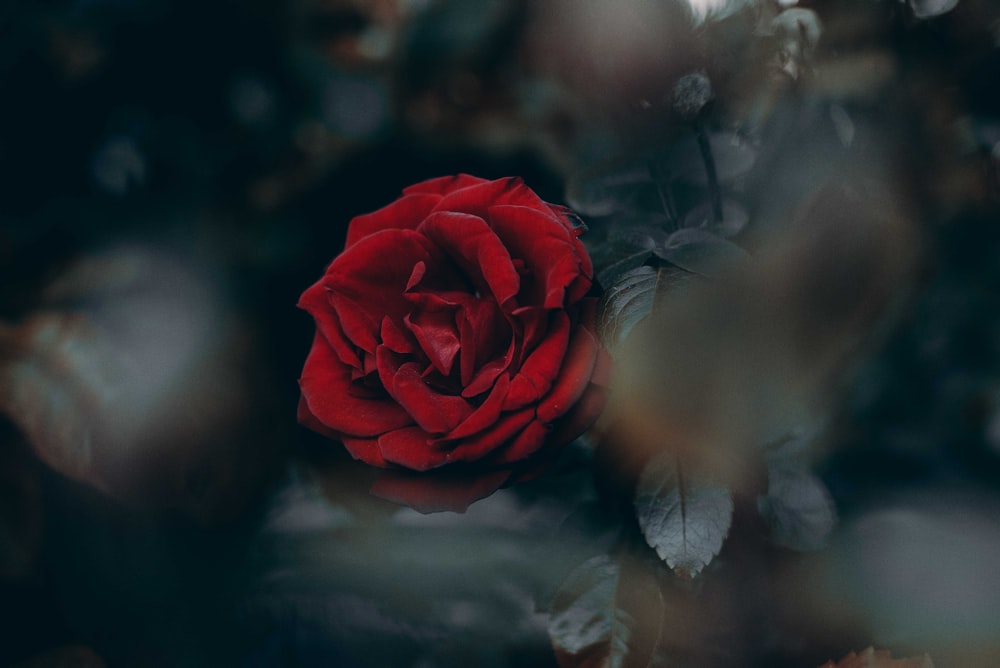 Fotografia tilt-shift di Red Rose