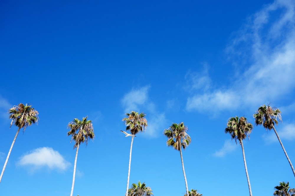 six palm trees under cloudy sky