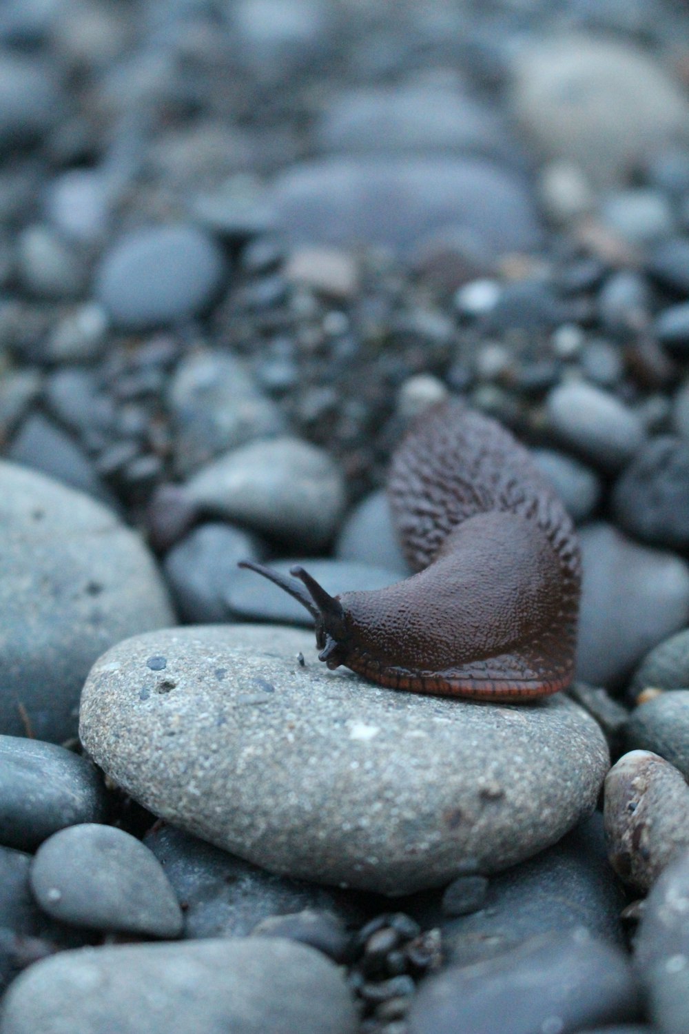 selective focus of snail on stone