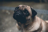 Pug enjoying a midday snack with a curious look.