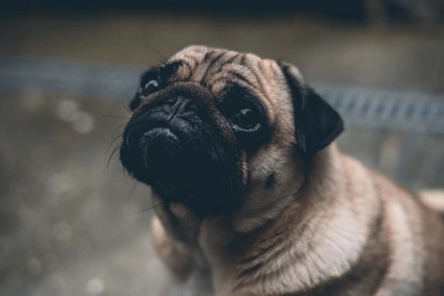 Pug enjoying a midday snack with a curious look.