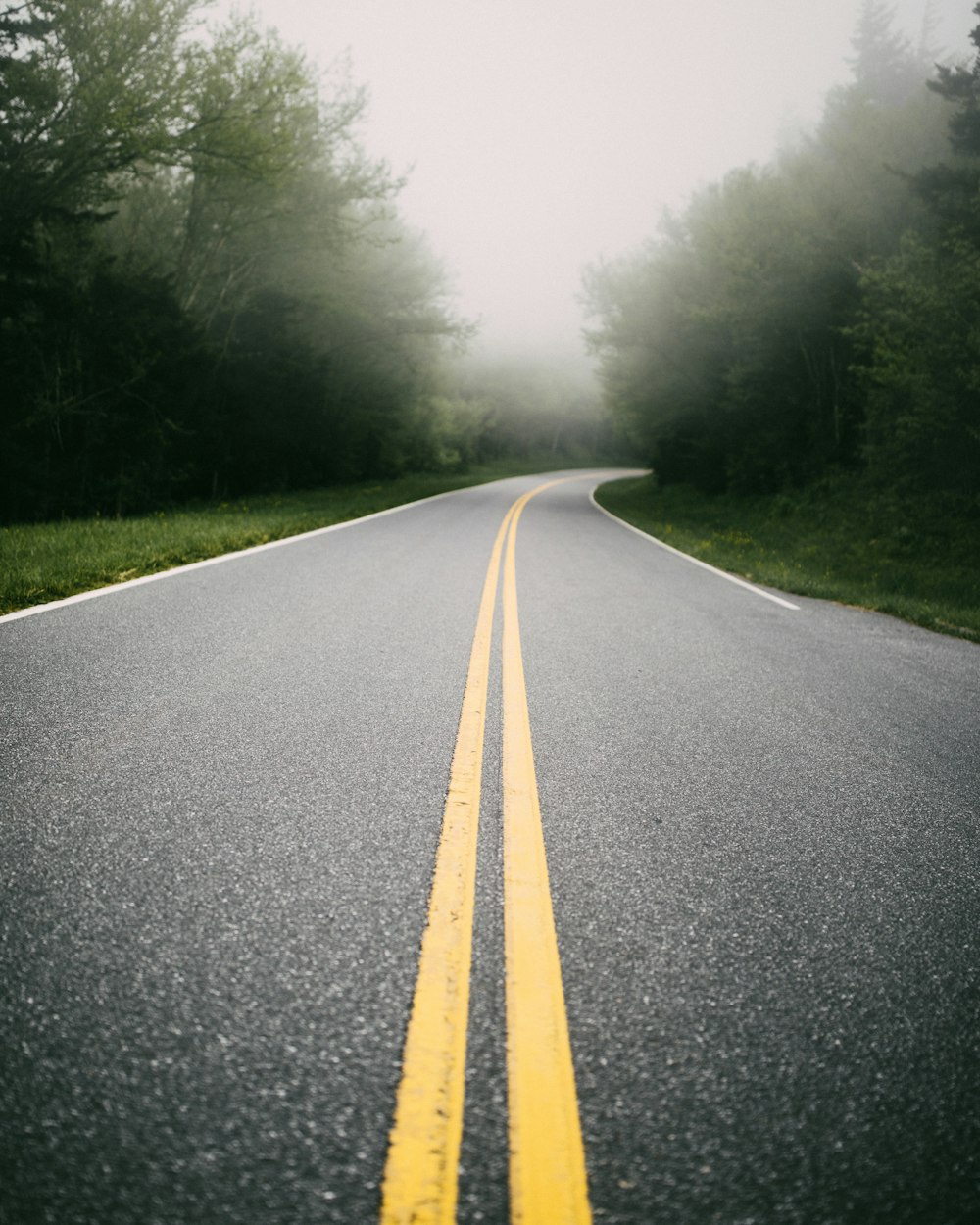 asphalt road between green trees