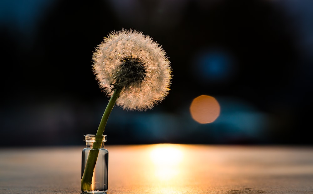 withered dandelion in clear glass vial