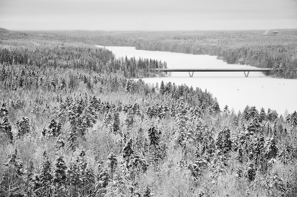 landscape photography of forest