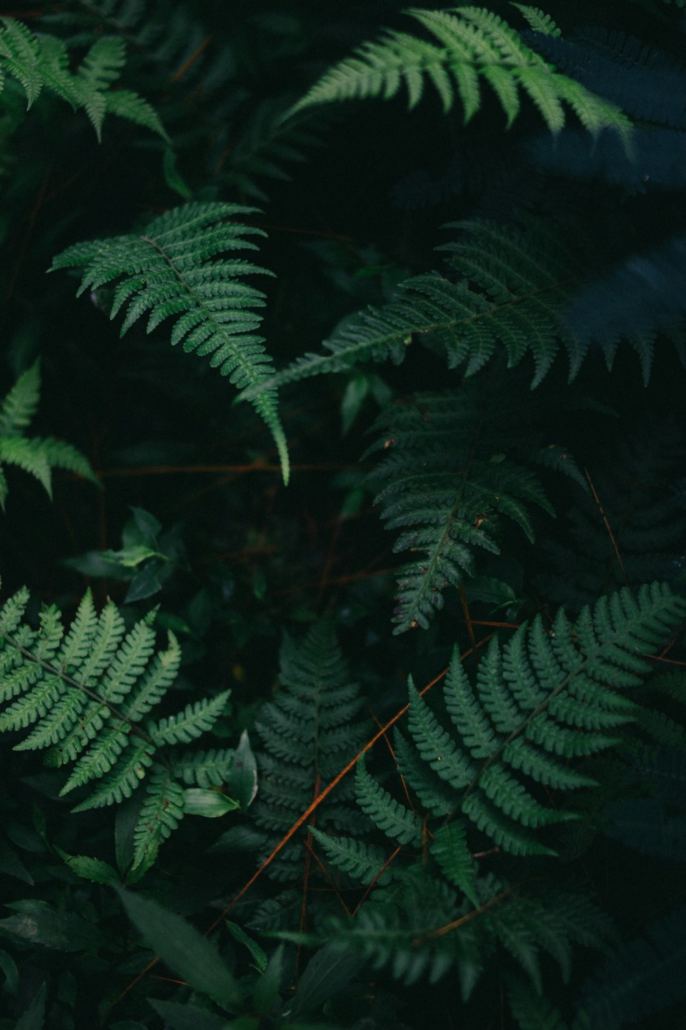photo of green fern plants