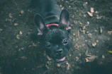 A happy blue French Bulldog puppy exploring a sunny backyard with blooming flowers.