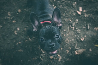 A happy French Bulldog playing in a sunny garden surrounded by colorful toys.