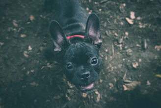 A joyful French Bulldog puppy playing in a sunny Heath backyard.