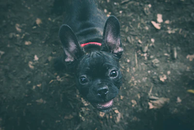 A happy French Bulldog puppy wearing a red collar sitting on a wooden porch in Frisco.