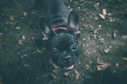 A happy puppy learning commands during an outdoor training session in Marseille.