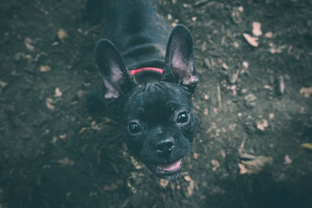 A happy French Bulldog playing in a sunny garden surrounded by colorful toys.