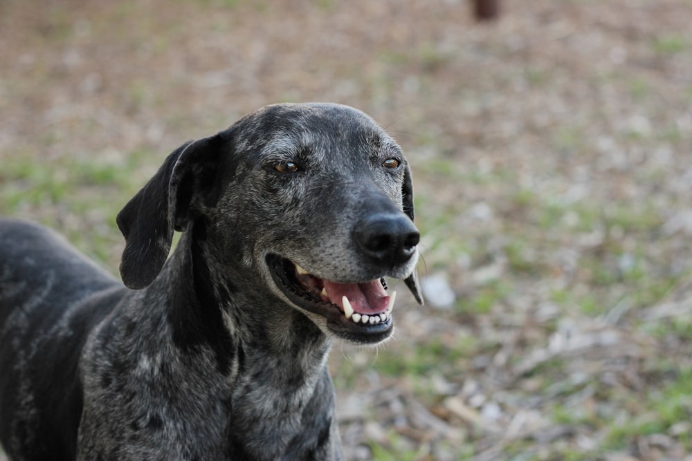 shallow focus photography of dog panting