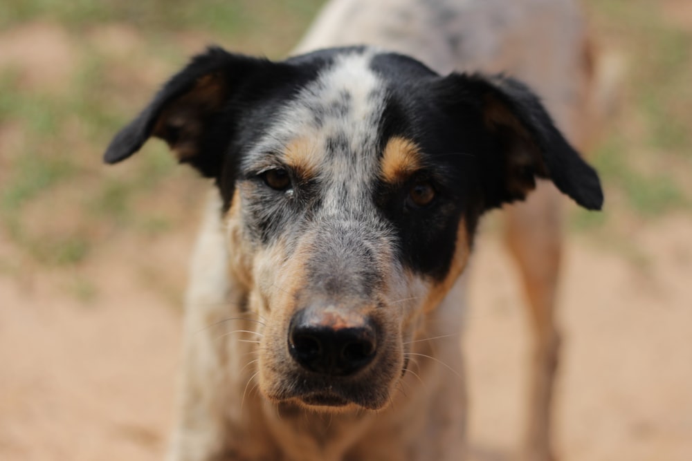 fotografia a fuoco superficiale di cane in bianco e nero a pelo corto