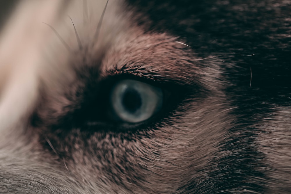 closeup photo of dog's eye