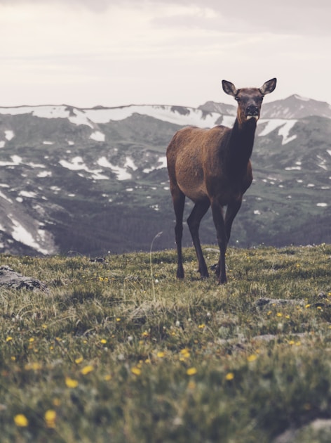 Bull elk in Arizona's White Mountains during the fall rut