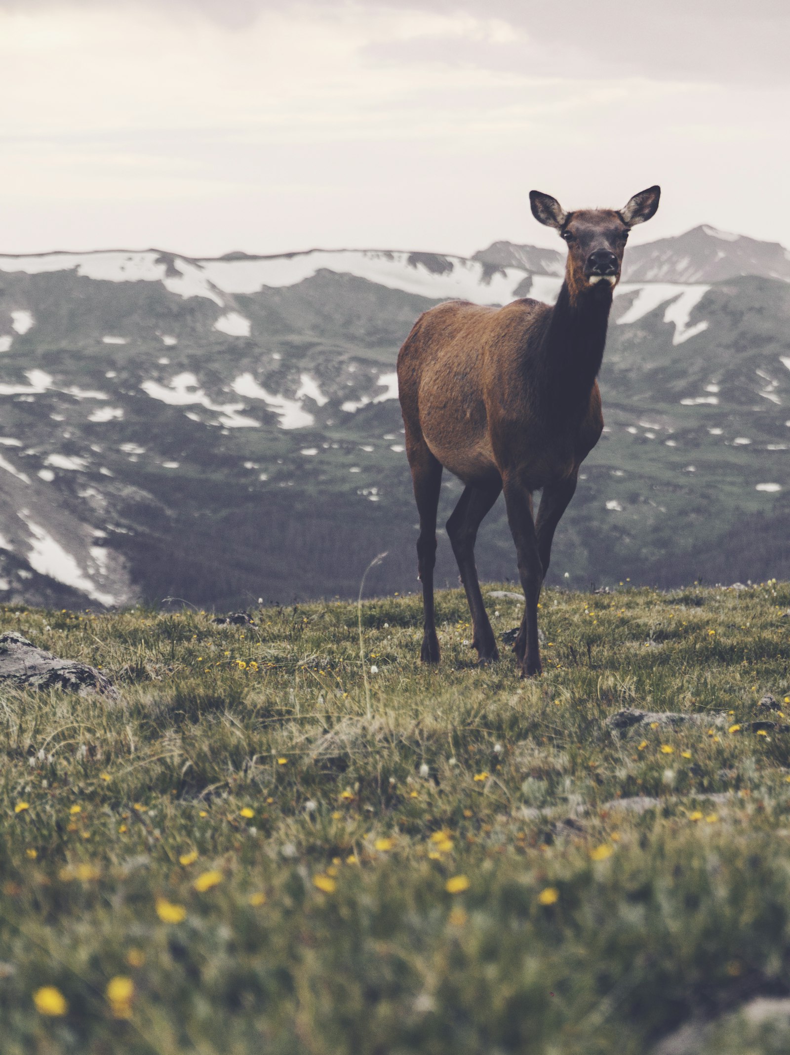 Sony Alpha a5000 (ILCE 5000) + Sony E PZ 18-105mm F4 G OSS sample photo. Brown deer on green photography