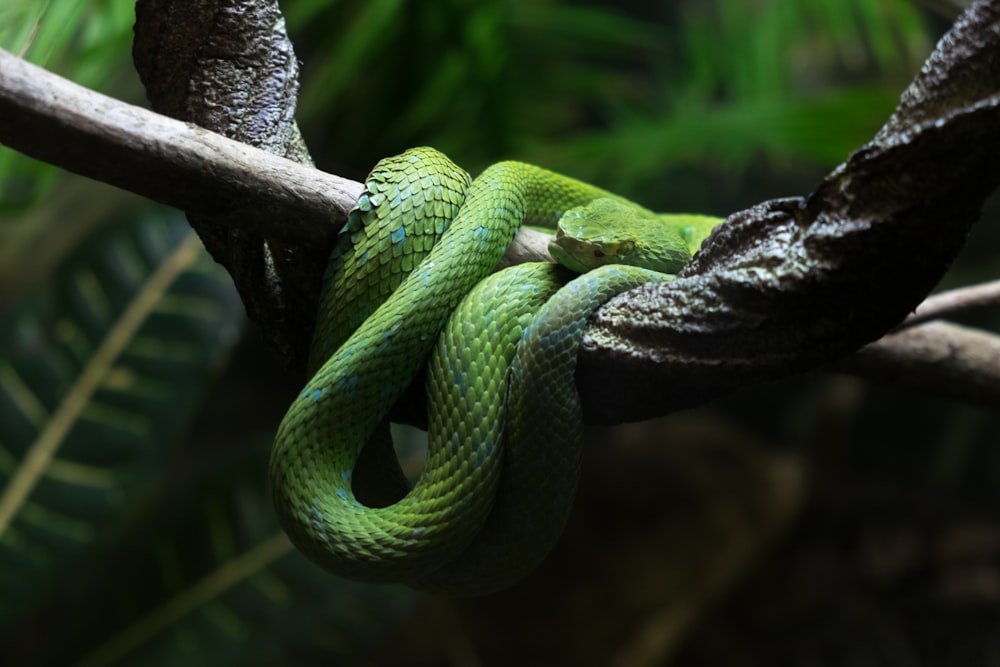 Fotografia de foco raso de cobra verde em galho de árvore