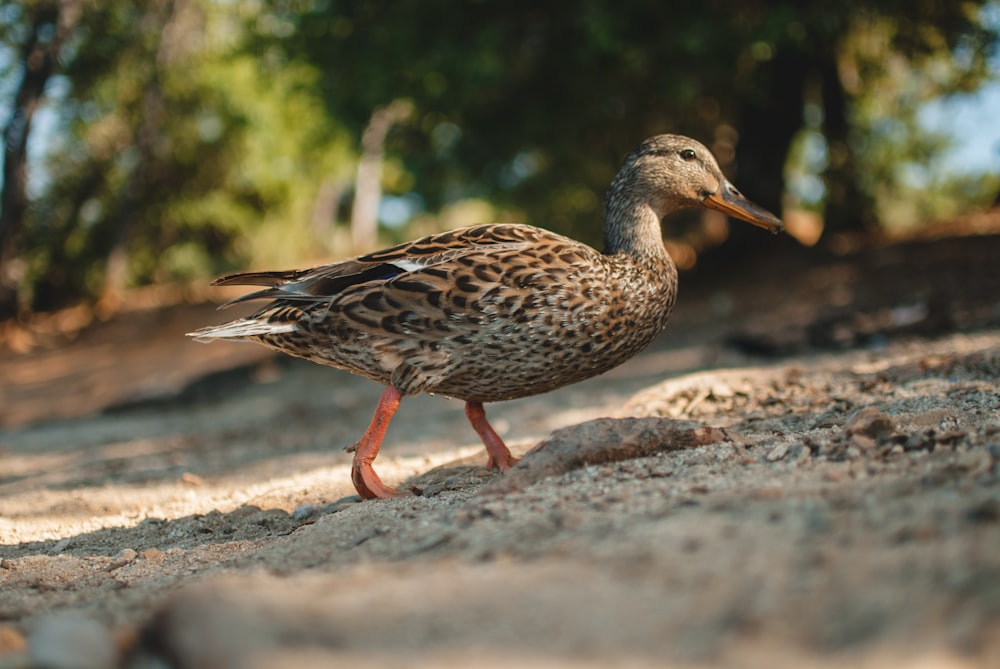 shallow focus photography brown mallard duck walking