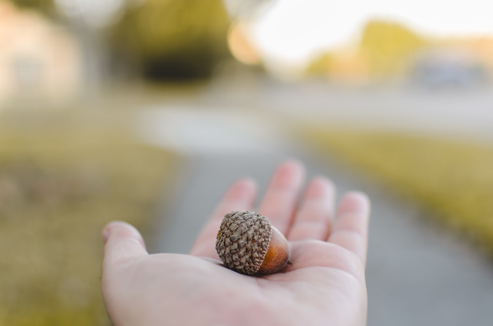 人の左の手のひらに茶色の実