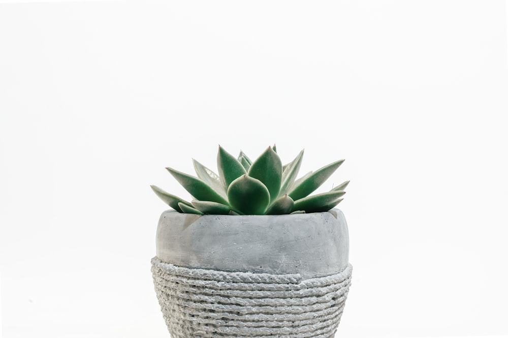 green succulent plant in gray pot