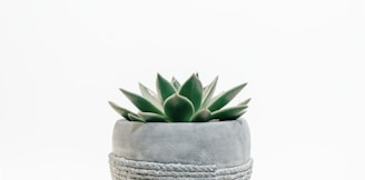 green succulent plant in gray pot