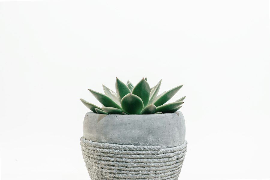 Agave americana