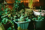 A collection of various potted plants are arranged closely together. The scene features an assortment of green foliage, with plants of different species placed in containers of varying shapes and sizes. The pots range from standard round pots to more decorative ones, and the background includes a hint of warm wooden decor, adding to the natural vibe.