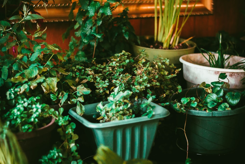 selective focus photography of green-leafed plants