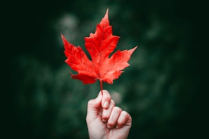 person holding maple leaf