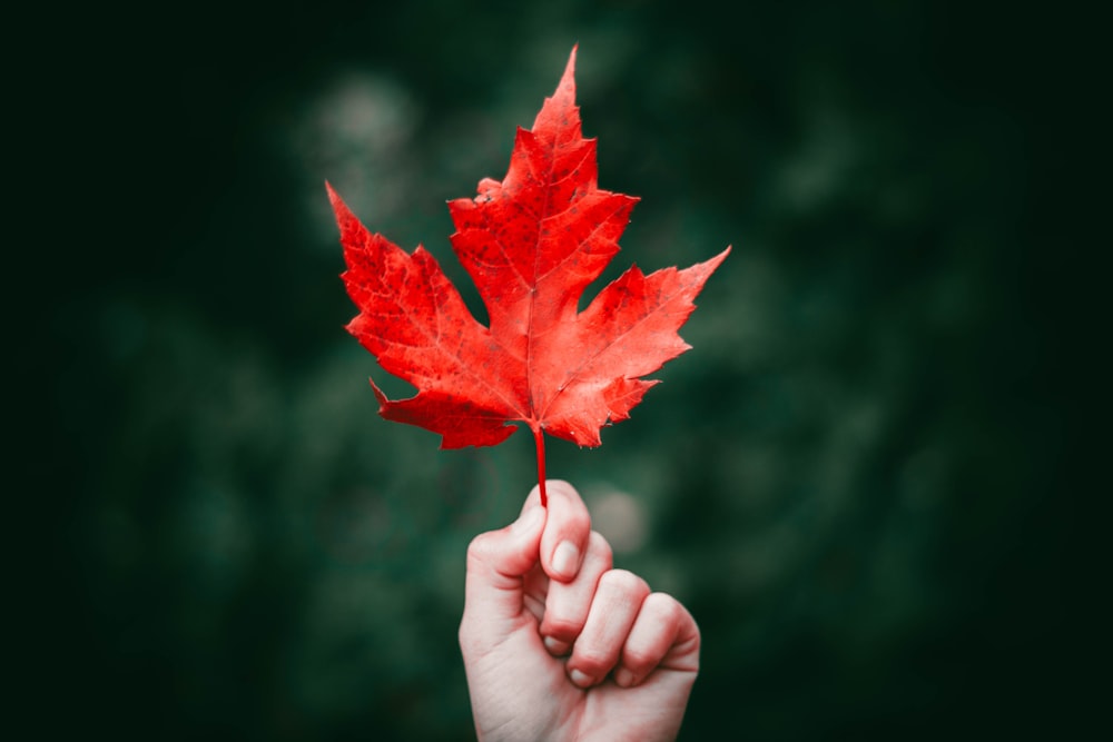 person holding maple leaf