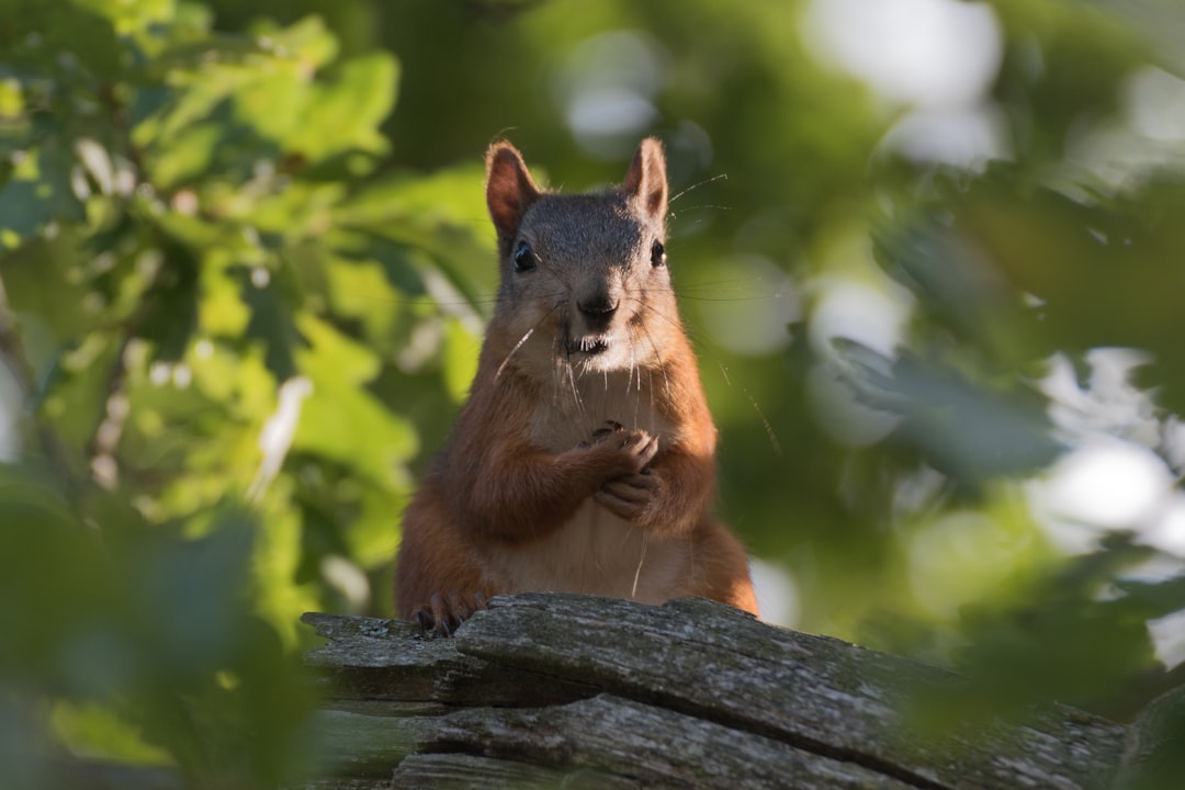 Wildlife photo spot Stockholm Eskilstuna Parken Zoo