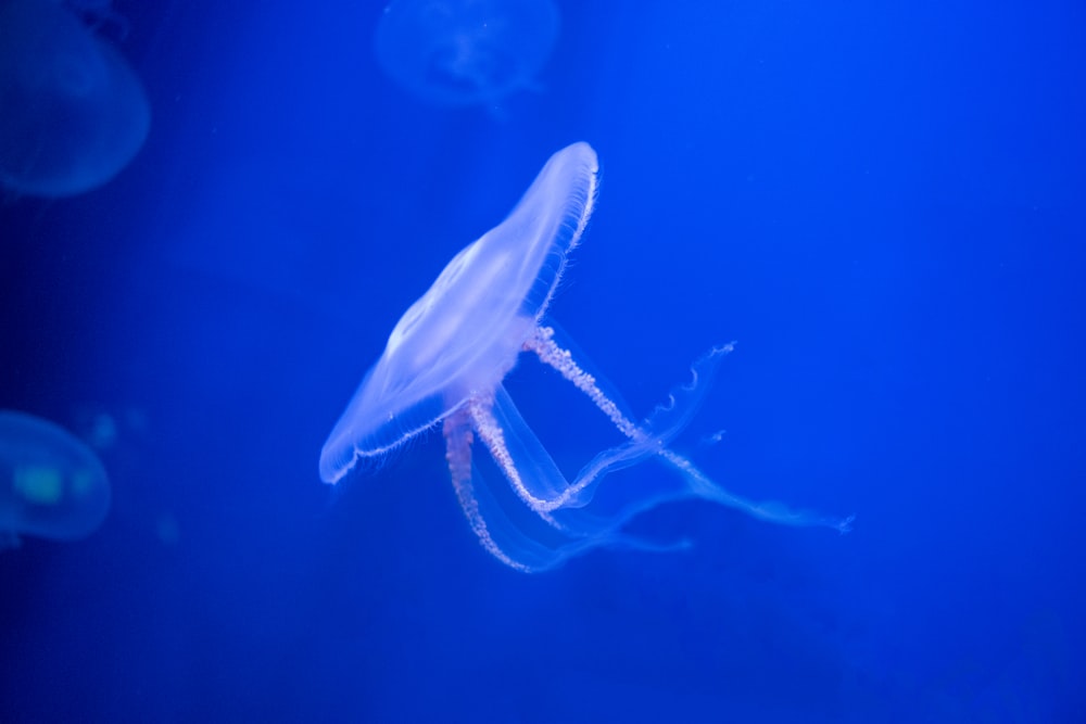 underwater photo of jellyfish