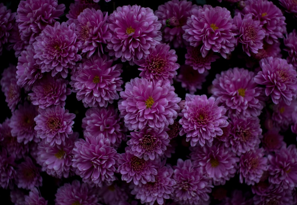 lots of pink flowers