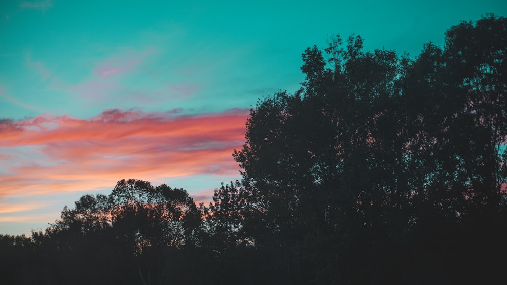 silhouette of trees under cloudy sky