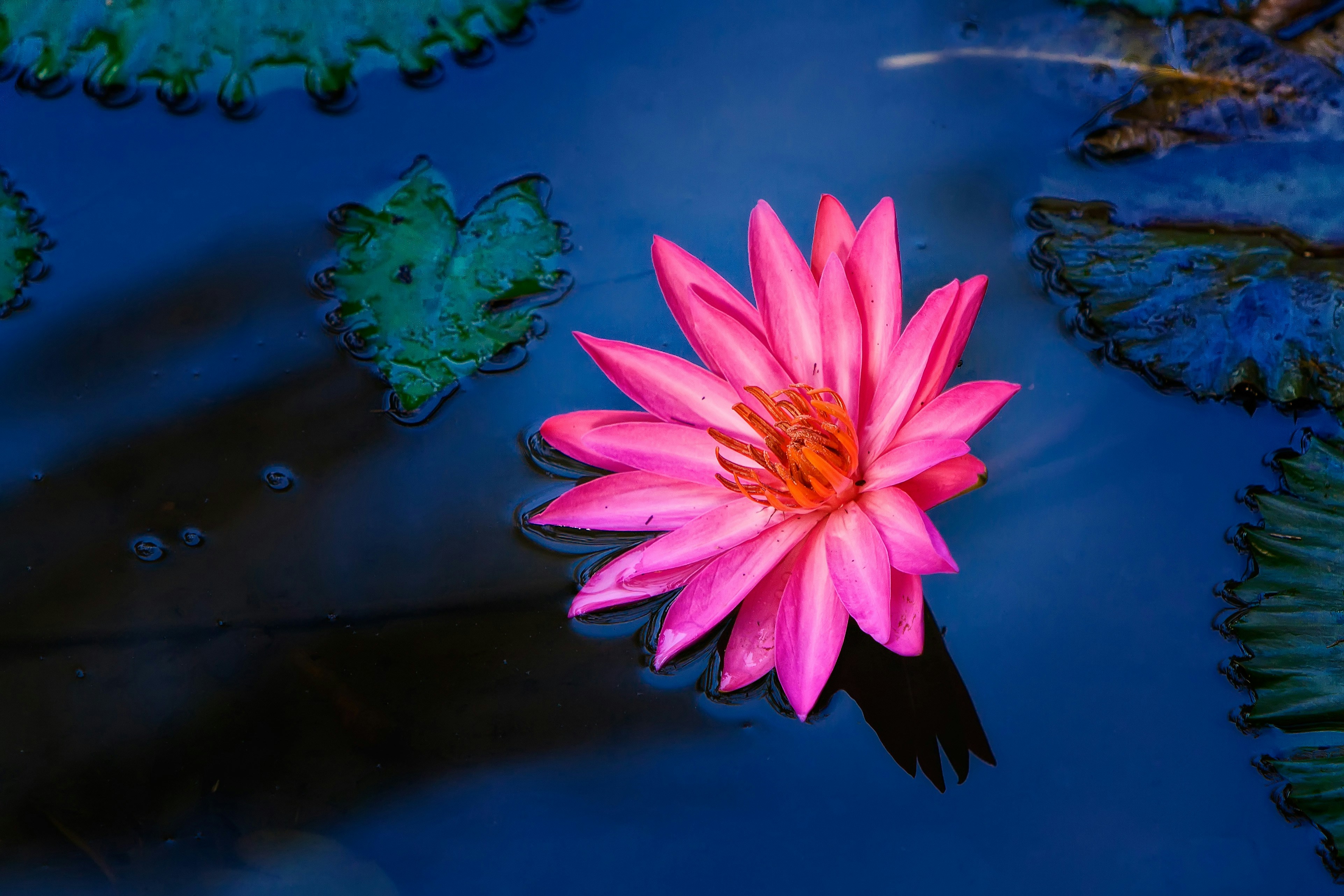 Blue Water Lily Pictures Download Free Images On Unsplash