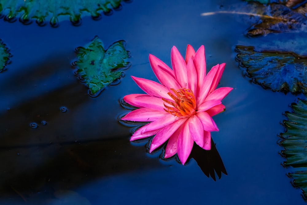 pink lotus flower on water