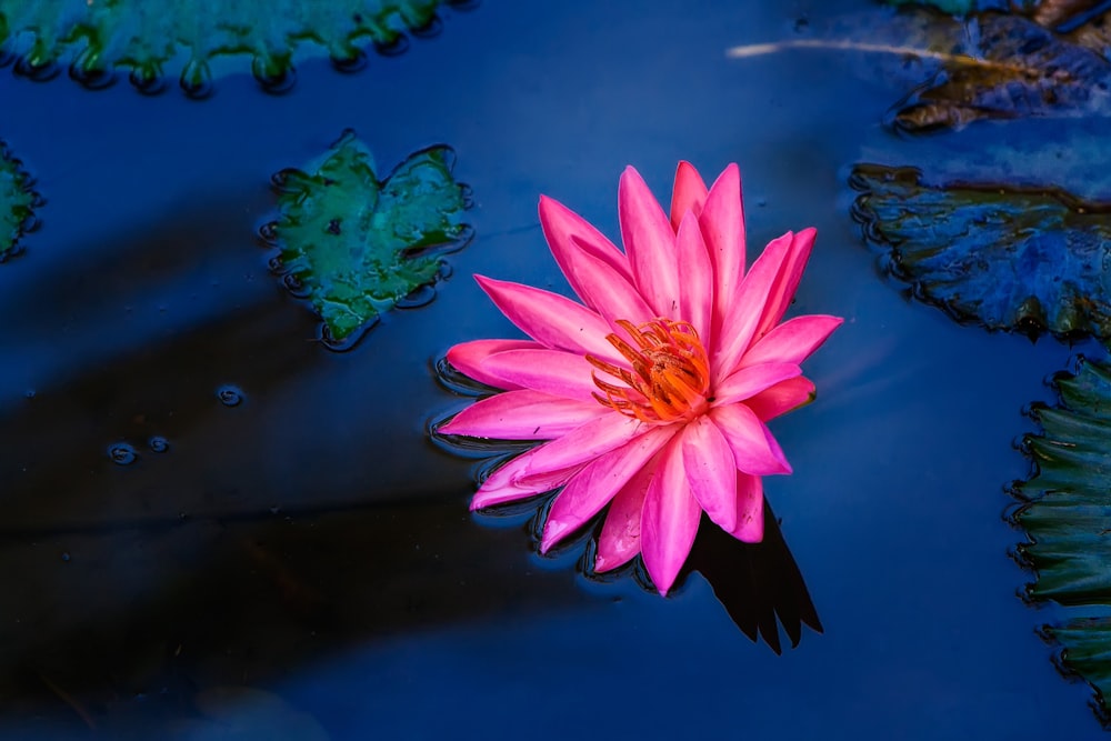 물 위의 핑크 연꽃