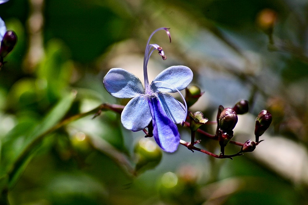 Free South Coast Botanic Garden Image On Unsplash