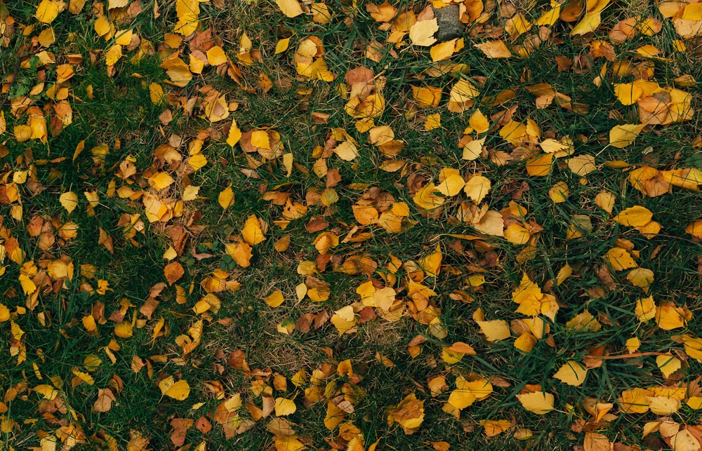 yellow flowers on green grass field