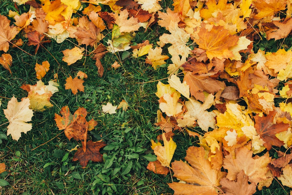 brown and green maple leaves on green grass